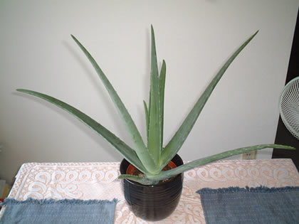 aloe