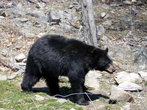 black bear