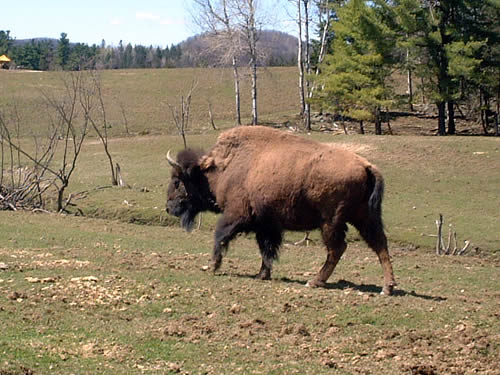 buffalo