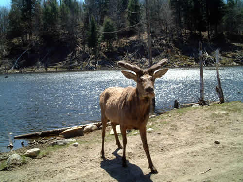 elk