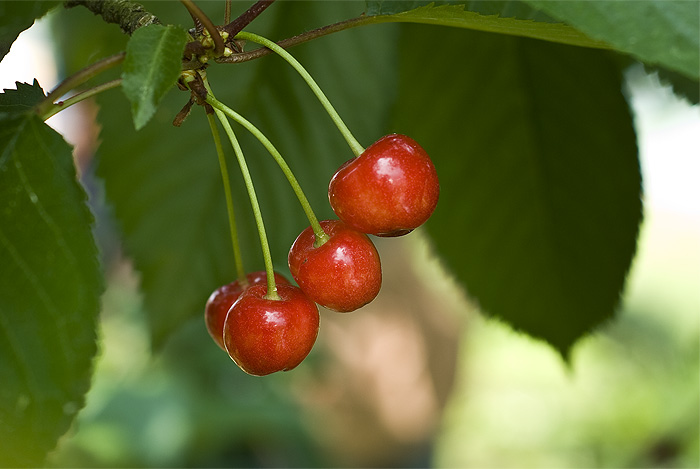 cherry tree close up