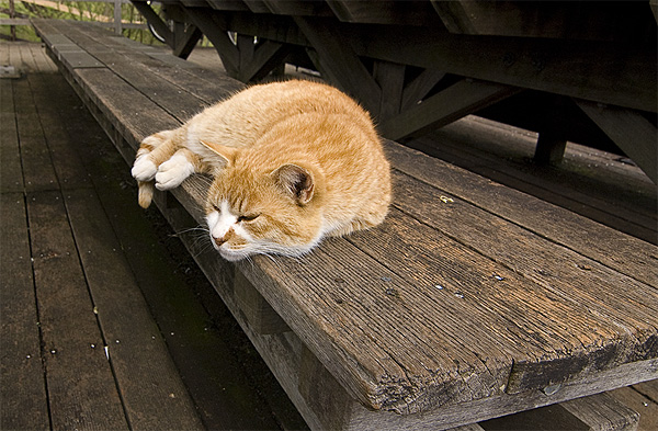 cat bench tokyo