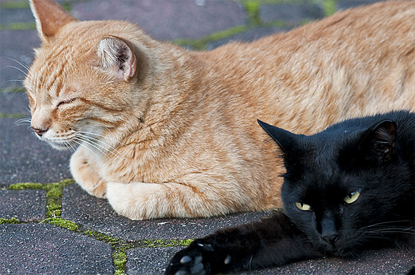 hibiya park wild cats