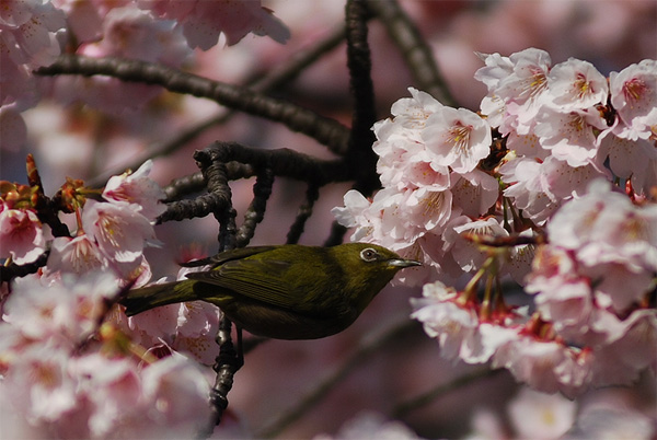 mejiro white eye bird sakura cherry blossoms tokyo