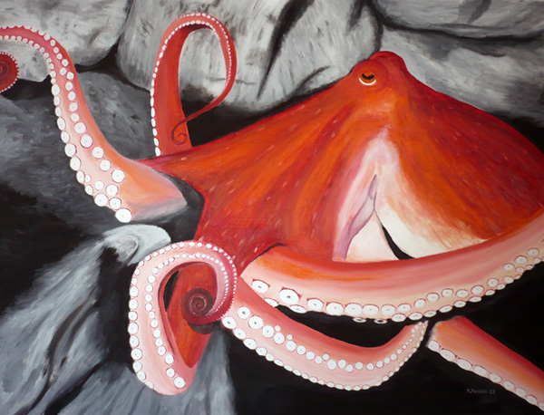octopus rocks red