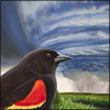 red wing blackbird hurricane