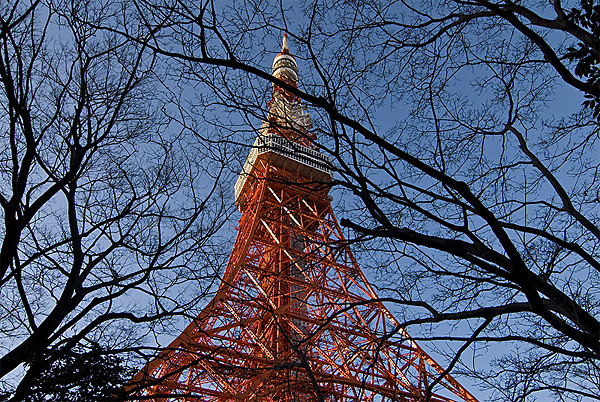 tokyo tower tree branches