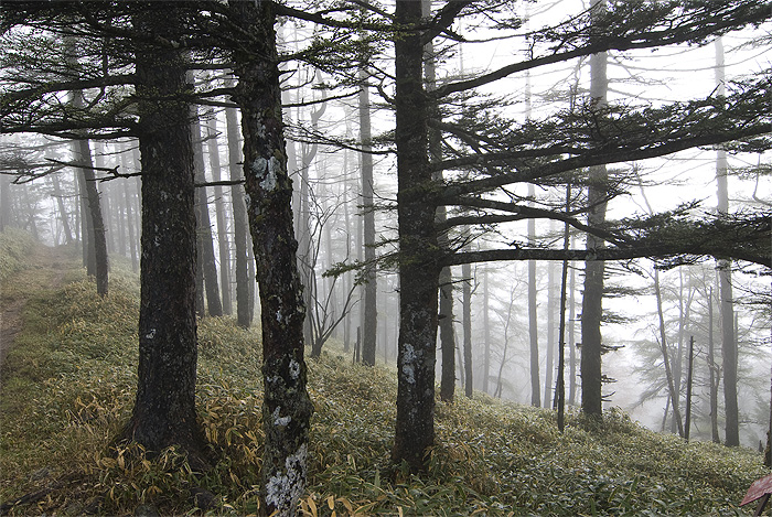 kumotori misty forest