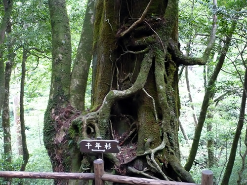 Yakushima Yakusugi Land