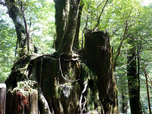 Yakushima Yakusugi Land