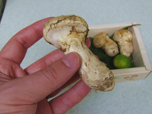 matsutake mushrooms close up