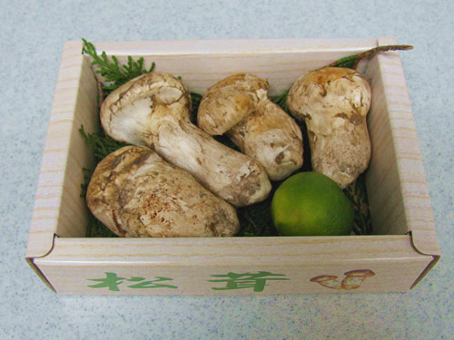 matsutake mushrooms