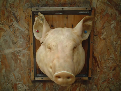 pig face