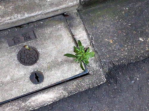 plant growing out of sewer