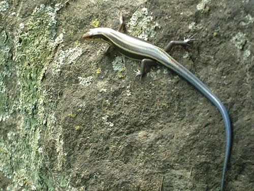 skink