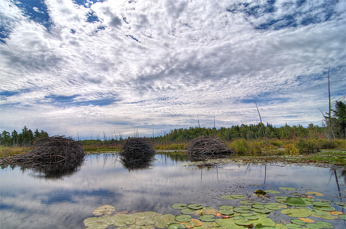 beaver dam ontario wildlife