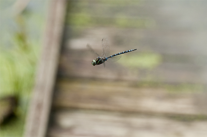 dragonfly ontario wildlife