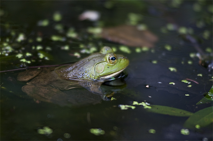 bullfrog ontario wildlife