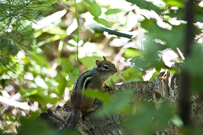 chipmunk ontario wildlife