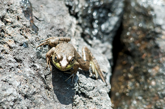 green frog ontario wildlife