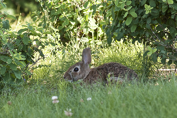 rabbit ontario wildlife