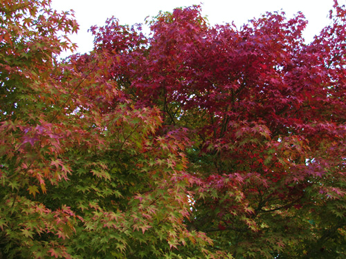 takao changing leaves red