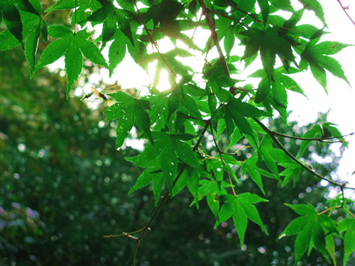 takao japanese maple