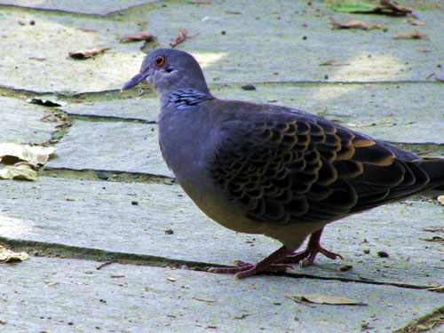 takao pigeon