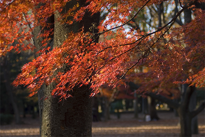 yoyogi park autumn red