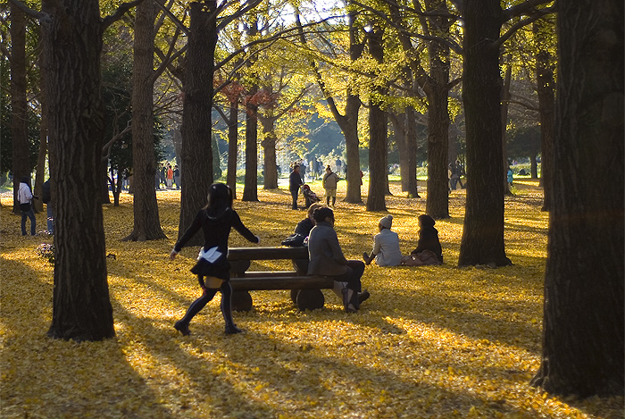 yoyogi park autumn colour