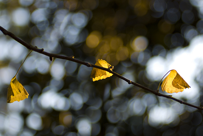 yoyogi park autumn yellow leaves